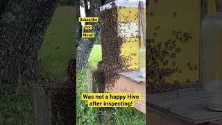 Was not a happy Bee Hive after inspecting! #trending #homestead #bee #honeybee #hive #honey #viral