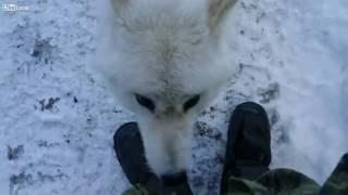 an arctic wolf  is acting friendly in canada