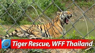 Rescued Tigers at WFFT  Wildlife Friends Foundation Thailand