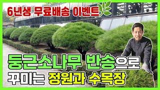 둥근소나무 반송으로 꾸미는 정원과 수목장, 6년생 무료배송 이벤트 