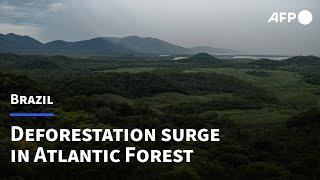 Deforestation surges in Brazil's Atlantic Forest | AFP