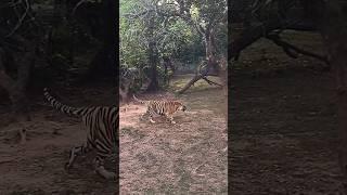 White tiger and Royal Bengal tiger at nandankanan|Nandankanan zoo vishakhapatnam| #whitetiger #tiger