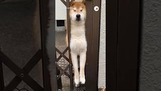 本当に大丈夫ですか…？｜PECO  #柴犬 #赤柴 #茶柴 #柴犬のいる暮らし #shibainu #shiba  #shiba_inu