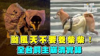 颱風天不要養柴柴！　全台飼主崩潰實錄｜三立娛樂星聞