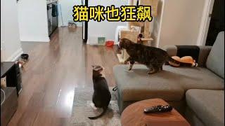 猫咪也狂飙  Cat Fight