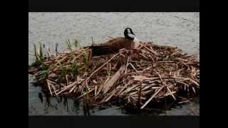 Ducks at Sandy Ridge Reservation