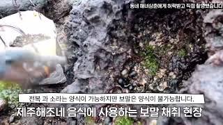 저희 제주해조네에서 사용하는 보말 잡는 영상입니다