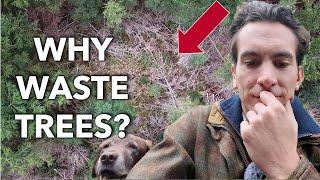 Strange forestry practice: why we waste trees? (Precommercial thinning)