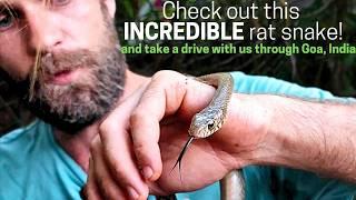 Beautiful rat snake gets TRAPPED in a fishing net - WE RESCUED IT!