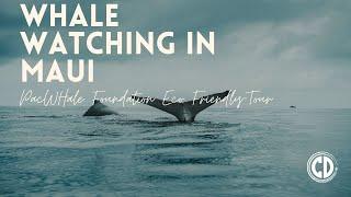 PacWhale Eco Friendly Whale Tour | Hawaii Vacation| Plus Sized Travel | Chubby Diaries