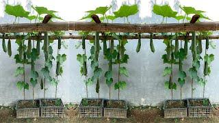 Growing Angled luffa for many fruits at home, is unbelievable simple for beginners