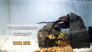 Aquarium | Low maintenance & easy to care for aquarium | Tiger Barb Fish Tank | Plantless  Aquascape