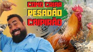 criação de FRANGOS CAIPIRA pesadão | COMO CRIAR O CAIPIRÃO PESADÃO