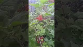 лучшему другу "канал Морщины серверной цыганки" , посвящается!