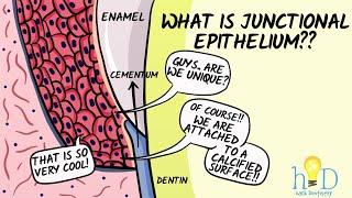 Junctional epithelium - HackDentistry