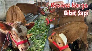 Review Harga Sapi di Tahun baru 2025 Grosir Dapi H.Rudi Malang