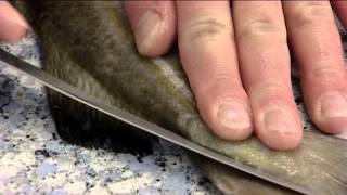 How to Fillet an Atlantic Cod | 406