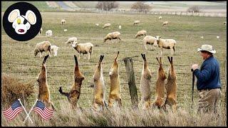 Full Video 4k - Australian Farmers Deal With Millions Of Red Fox Attack Poultry | Wild Boar Hunting