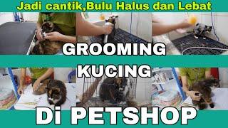 GROOMING KUCING DI PETSHOP | VLOG