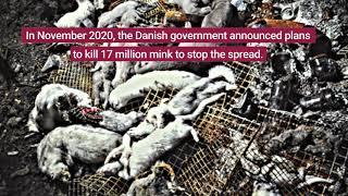 Silent Suffering: COVID-19 on Fur Farms