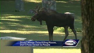 Study shows winter ticks kill 70 percent of moose calves
