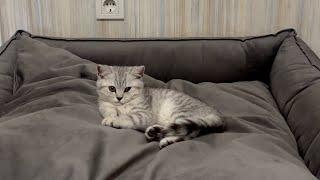 Hilarious! Kitten Won’t Let Giant Dog in His Bed!