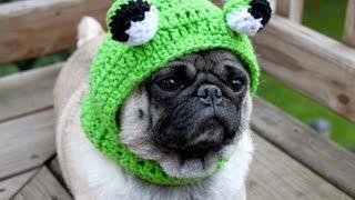 Мопс (Pug). Породы собак (Dog Breeds)