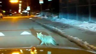 Coyote sightings spike in Toronto