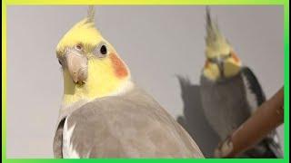 Flock Birds Singing & Having Fun The Bird Sanctuary | 4hrs of Singing