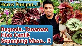 Panduan Lengkap Cara Menanam & Merawat Bunga Begonia Agar Sehat & Subur, Bunga Begonia, Tanaman Hias