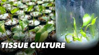 The Future of Houseplants: Tissue Culture (TC)