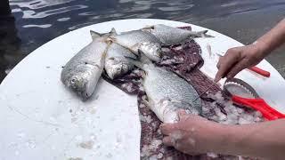 How to descale and gut fish (Bream)-Australia’s South Coast