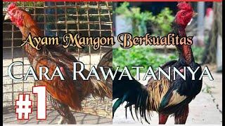 AYAM MANGON YANG BERKUALITAS DAN CARA MERAWATNYA