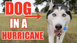 Preparing Husky Dogs For Hurricane Ian