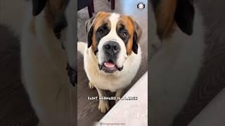 Saint Bernard  The Rescue Heroes!