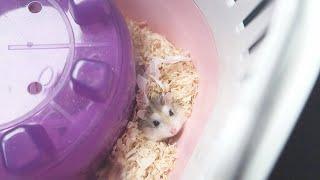 I GOT A HAMSTER | 2019