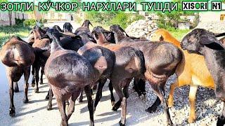 АСРОРБЕК ЗОТЛИ КУ́ЧКОР НАРХЛАРИНИ ТУШИРДИ 5000.000.дан БОШЛАБ