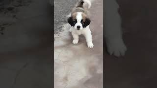 #Saint Bernard #Puppy Barking