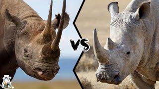 Black Rhino vs White Rhino - Who Would Win In A Fight?