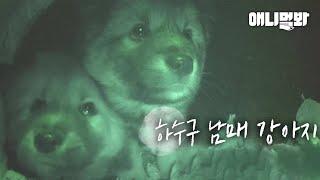 Dog Siblings Trapped In A Sewer Call For SOS
