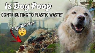 Recycling Pet Waste | Compost for a Greener Planet