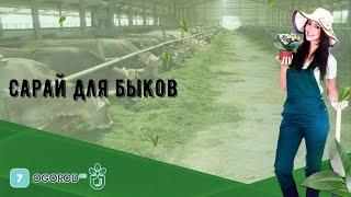 Сарай для быков
