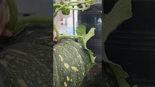 #gardening #pumkin #rooftopgarden