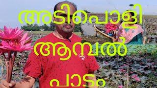 EP 109 വിസ്മയം ഈ ആമ്പൽ പാടം / Malarickal/Kottayam /#prakashtravelvlog