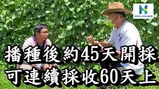 【敏豆(四季豆)反季節管理】分享四季豆整枝﹑豐產的方法。