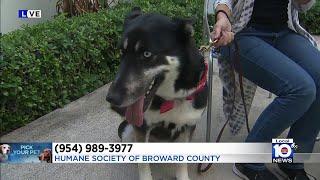 Humane Society of Broward County helping dogs, cats find forever homes