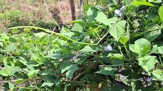 Wonderful garden vegetables update