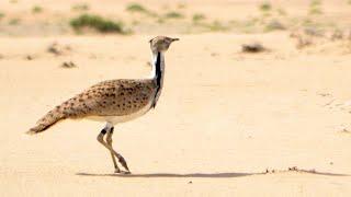 Houbara Bustard | The Asian Houbara Bustard | Endangered Desert Bird