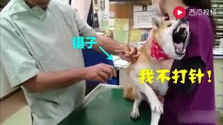 【萌宠合集】今日头条 主人带柴犬去打针，柴犬一看到医生就狂叫，绝对是戏精