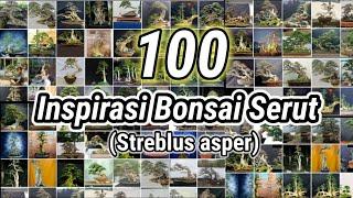 Inspirasi Bonsai serut (streblus asper)